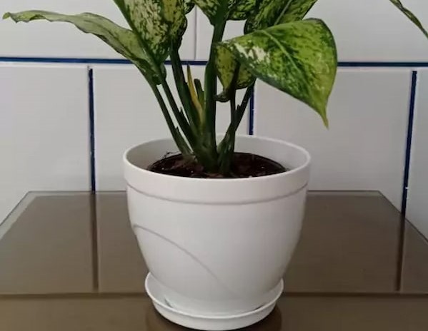 تصویر 2 از قیمت گلدان پلاستیکی سفید + خرید باور نکردنی